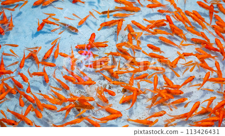 七夕節撈金魚 113426431