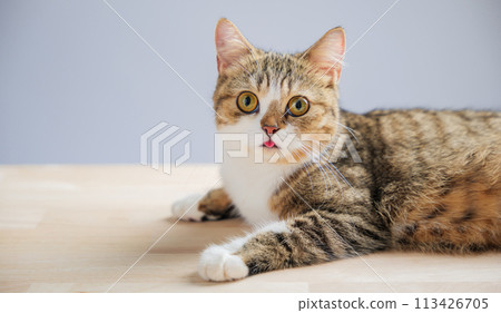 An isolated, beautiful little grey Scottish Fold kitten is the focus of this cat portrait, standing on a white background with a straight tail, exuding cheerfulness. An isolated, beautiful little grey Scottish Fold kitten is the focus of this cat portrait, standing on a white background with a straight tail, exuding cheerfulness. 113426705