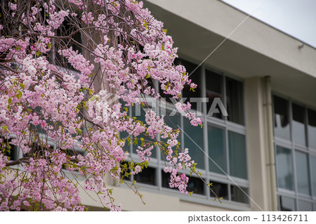 校舍和盛開的櫻花 113426711
