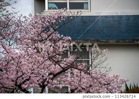 School building and cherry blossoms in full bloom 113426714