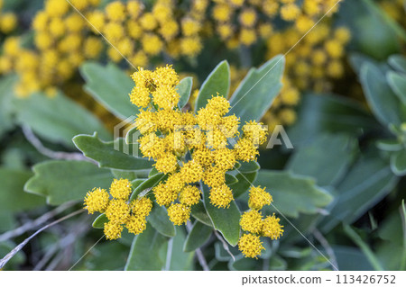 A close-up of a sea daisy growing on the rocks of the coast and bearing small yellow tubular flowers A close-up of a sea daisy growing on the rocks of the coast and bearing small yellow tubular flowers 113426752