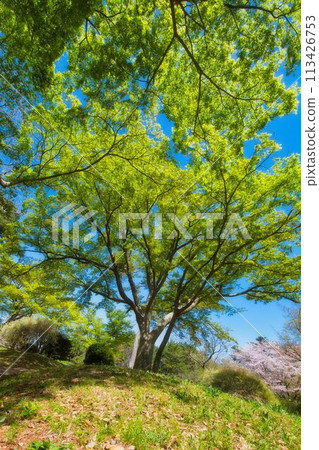 Beautiful trees in the park 113426753