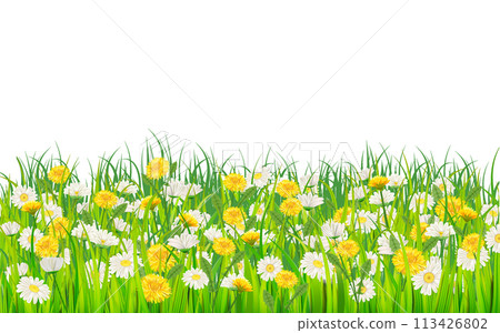 Banner summer landscape rural field green grass, daisy, dandelion flowers Banner summer landscape rural field green grass, daisy, dandelion flowers 113426802