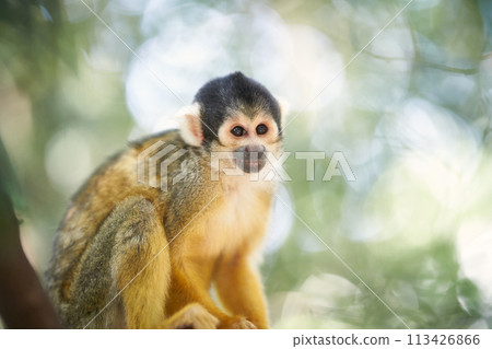 Squirrel monkey 113426866