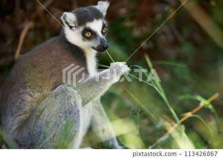 Wolverine lemur 113426867