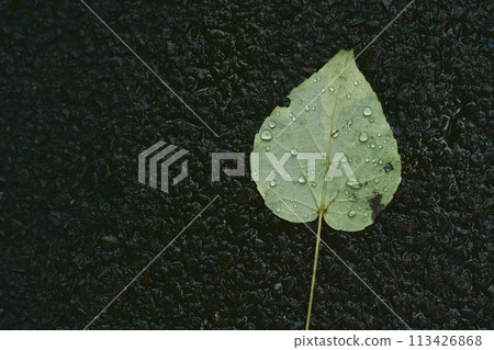 Leaves of rain 113426868