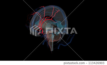 The anterior cerebral artery is the terminal branch of the communicating segment (C7) of the internal carotid artery 113426903