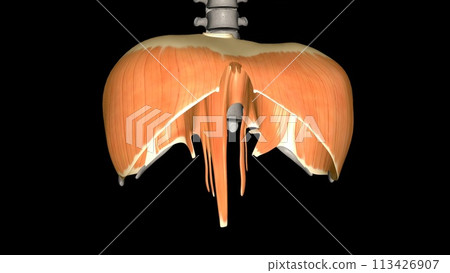 The diaphragm is a muscle that helps you inhale and exhale The diaphragm is a muscle that helps you inhale and exhale 113426907