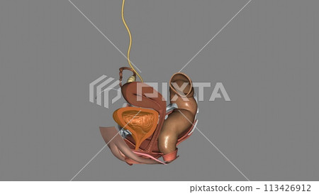 The urinary bladder is a temporary storage reservoir for urine. It is located in the pelvic cavity 113426912