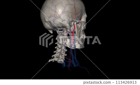 The external carotid artery is a major artery of the head and neck. It arises from the common carotid artery 113426913