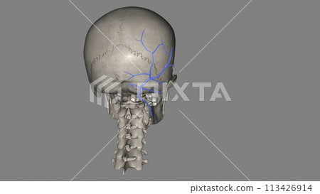 The occipital vein is a vein of the scalp 113426914
