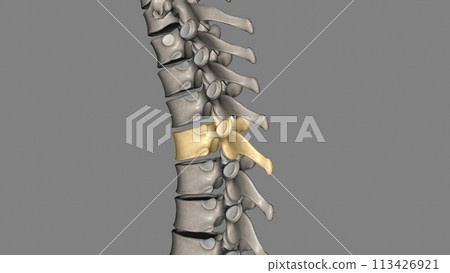 Thoracic Vertebral, T4 Thoracic Vertebral, T4 113426921
