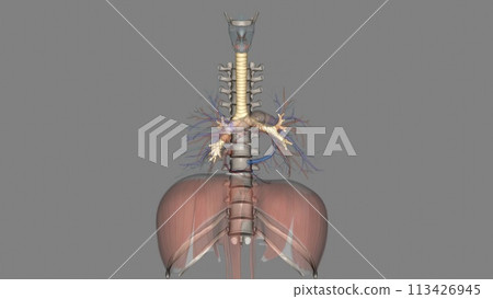 Trachea, in vertebrates and invertebrates, a tube or system of tubes that carries air 113426945