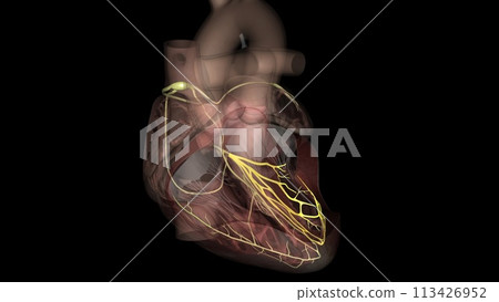 Heart, anterior fascicle 113426952
