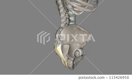 The sacrotuberous ligament (STL) is a stabiliser of the sacroiliac joint and connects the bony pelvis to the vertebral column The sacrotuberous ligament (STL) is a stabiliser of the sacroiliac joint and connects the bony pelvis to the vertebral column 113426958