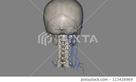 Posterior external jugular vein 113426969