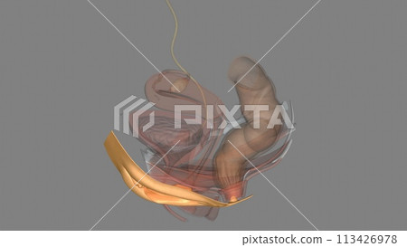 The vulva consists of the external female sex organs 113426978