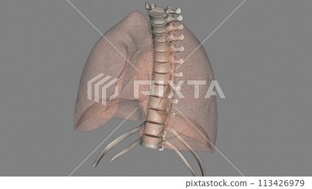 lungs help you breathe and take in oxygen 113426979