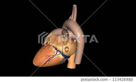 The heart is a muscular organ in most animals. This organ pumps blood through the blood vessels of the circulatory system 113426980