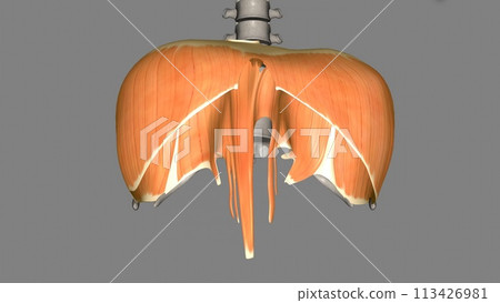 The diaphragm is a muscle that helps you inhale and exhale 113426981