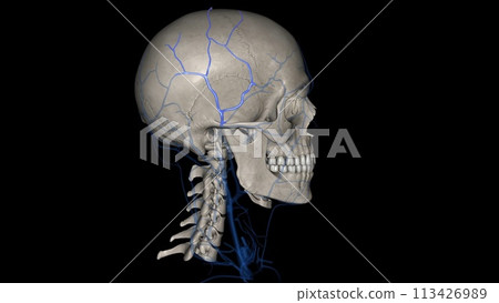 The superficial temporal vein courses down from the midparietal region to anterior to the ear 113426989