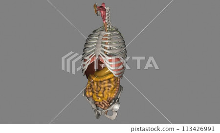 The esophagus is the hollow, muscular tube that passes food and liquid from your throat to your stomach The esophagus is the hollow, muscular tube that passes food and liquid from your throat to your stomach 113426991