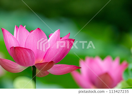A beautiful pink lotus flower 113427235