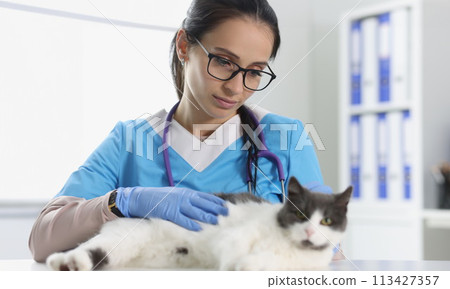 Veterinary care for cute a cat closeup Veterinary care for cute a cat closeup 113427357
