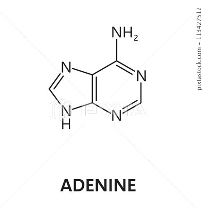 Adenine nucleic acid, nitrogenous base, nitrogen and hydrogen formula. Nitrogen and hydrogen science formula, nucleic acid molecular structure or DNA nitrogenous base research vector molecule Adenine nucleic acid, nitrogenous base, nitrogen and hydrogen formula. Nitrogen and hydrogen science formula, nucleic acid molecular structure or DNA nitrogenous base research vector molecule 113427512
