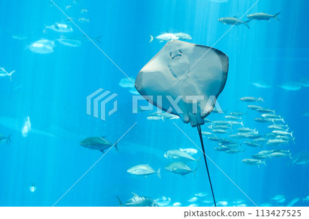 光線在水族箱中游泳 113427525