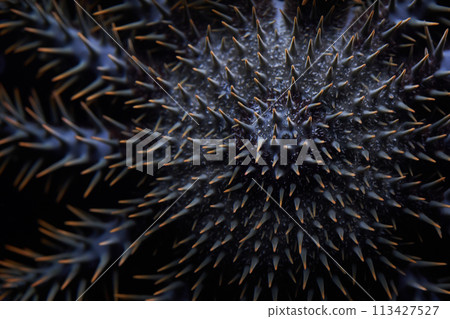 棘冠海星 113427527