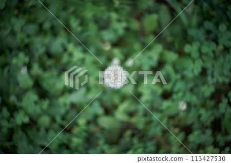 Dandelion fluff 113427530