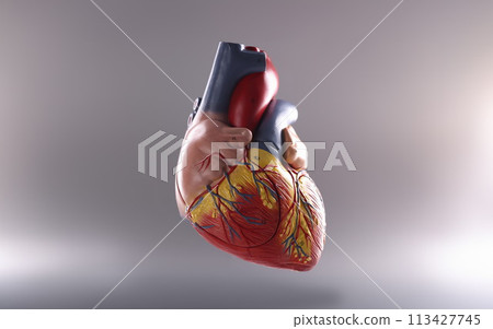 Anatomy of human heart on gray background 113427745