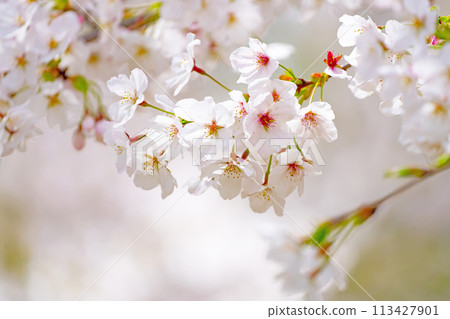 櫻花盛開 113427901