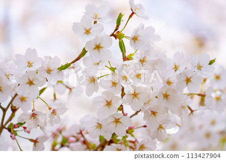 Cherry tree in full bloom Cherry tree in full bloom 113427904