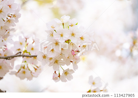櫻花盛開 櫻花盛開 113427905