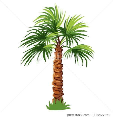 Palm tree isolated on white background 113427950