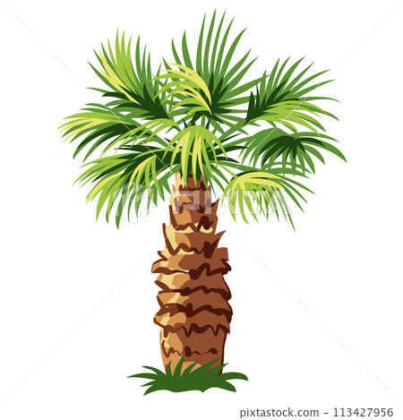 Palm tree isolated on white background 113427956