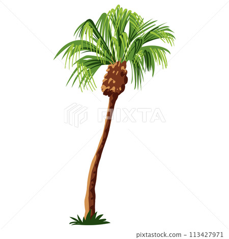 Palm tree isolated on white background 113427971