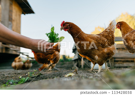 Close-up of chickens eating greens from a human hand. Poultry farming: feeding hens in a rural farmyard. Subsistence farming, Close-up of chickens eating greens from a human hand. Poultry farming: feeding hens in a rural farmyard. Subsistence farming, 113428038