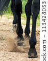 Horse Feet Racing 113428053