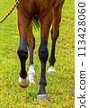 Horse Feet Racing. 113428060