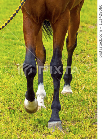 Horse Feet Racing. 113428060
