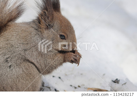 松鼠在雪地裡吃食物 松鼠在雪地裡吃食物 113428217