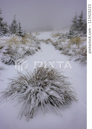 Forest grass covered with fresh snow 113428223