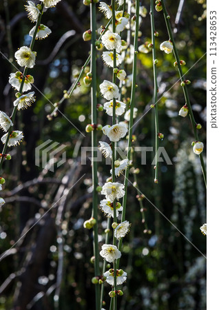 2月12日,日本城南宮,梅花綻放 2月12日,日本城南宮,梅花綻放 113428653