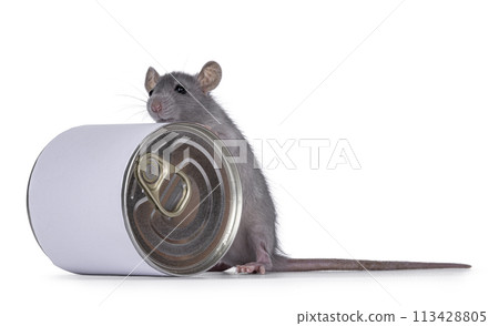 Rat with can on white background 113428805