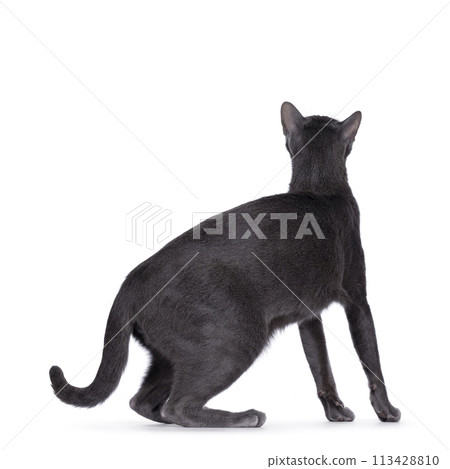 Korat cat on white background 113428810