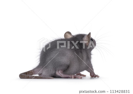 Rat on white background Rat on white background 113428831