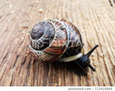 Macro photography of a small black snail with a shell with a spiral in white, brown, red and beige stripes, which crawls on an old wet wooden board of brown-red color in daylight Macro photography of a small black snail with a shell with a spiral in white, brown, red and beige stripes, which crawls on an old wet wooden board of brown-red color in daylight 113428868